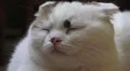 White Cat With Black Spot Has Eyes Closed HD HD-videomateriaal