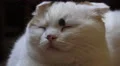 White Cat With Black Spot Has Eyes Closed 4K 4k or 4k+ Resolution