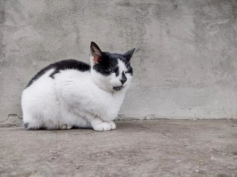 White cat with black spots Photos