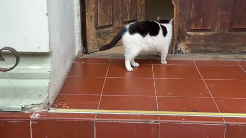 A white cat with black spots is seen stepping out of a house onto a porch, appro Stock Footage 310795985