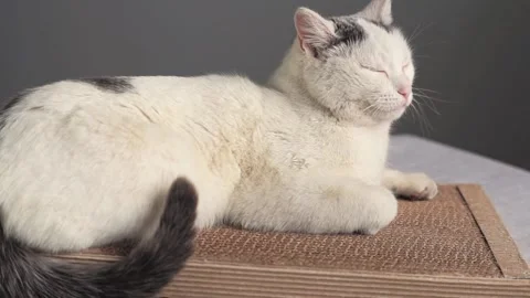 A white cat with black spots sleeps on a crafting couch. Concept pets Stock Footage 170929273
