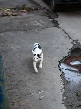 White Cat with Black Spots Standing on Street Pavement Looking Up at Camera Foto stock