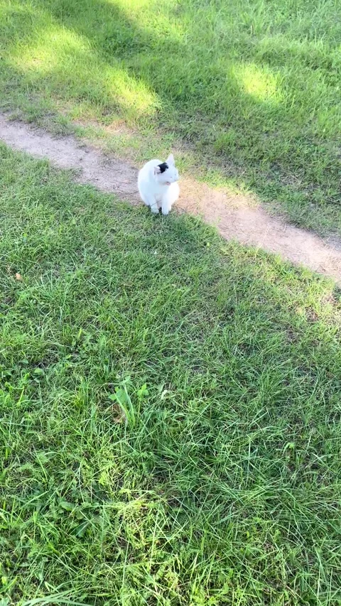 A white cat with a black tail. Summer. Vertical video Stock Footage 284008027