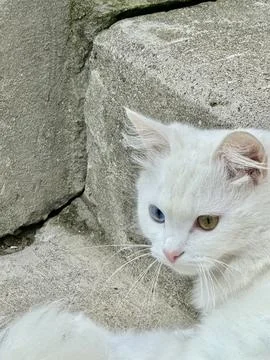 White Cat with Blue and Amber Eyes Resting Outdoors. Stock Photos