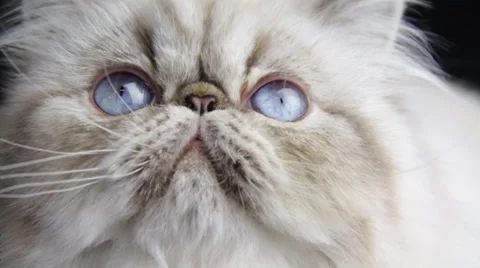 The White Cat with blue eyes facing upward Stock Footage 35480342