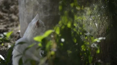White cat with blue eyes Stock Footage 42270159