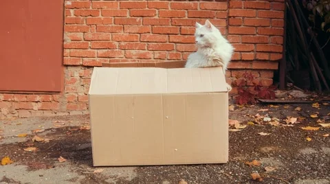 White cat in a box Stock Footage 68675980