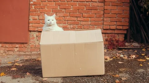 White cat in a box Stock Footage 68676118