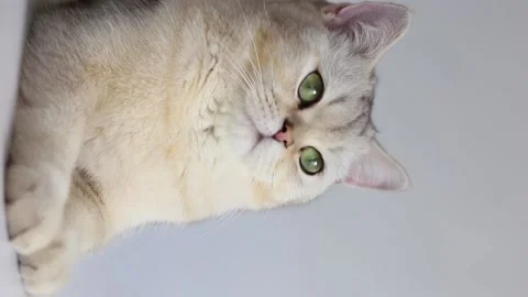 White cat of the British breed, with yellow eyes, lies on white background Stock Footage 155481485
