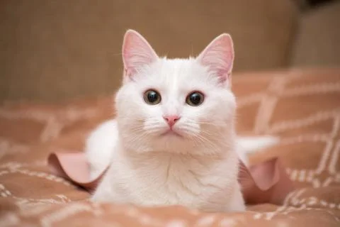 White cat on a brown blanket Stock Photos