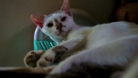 A White Cat With Brown Markings Resting On A Green Shoe Rack Inside A Dimly.. Stock Footage 340454677