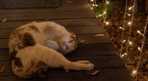 A white cat with a brown pattern on the body Sleeping and looking at the came Stock Photos