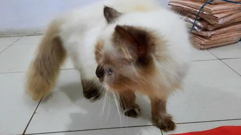 White cat with brown pattern looking back Stock Photos