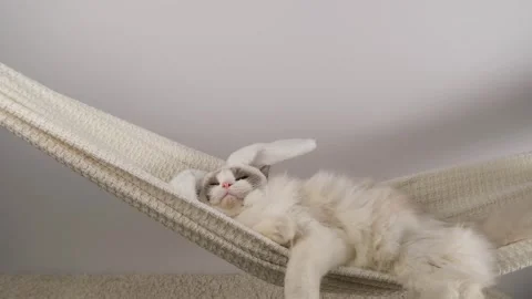 White cat with bunny ears. Stock Footage 295478111