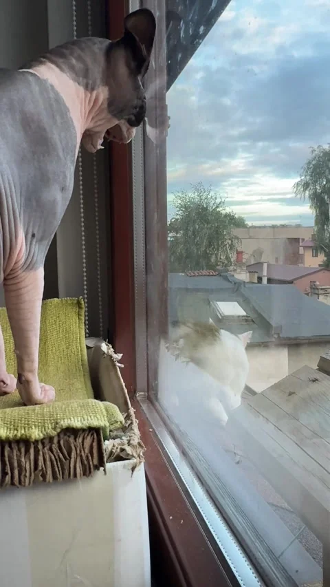 White cat calmly watching angry sphynx cat from outside window Stock Footage 317189360