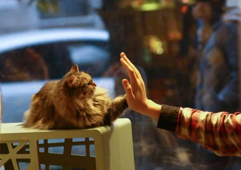 White cat in cat bed house Stock Photos
