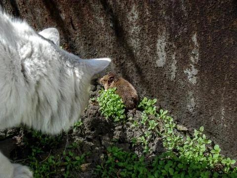 White cat caught a mouse in the grass Stock Photos