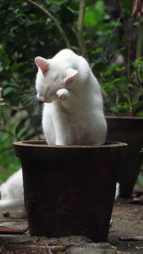 White Cat Cleaning Face and Head While Sitting in a Garden Pot. Stock Footage 278093427