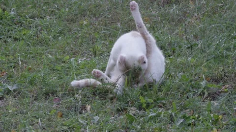 A white cat cleaning herself Stock Footage 119099274