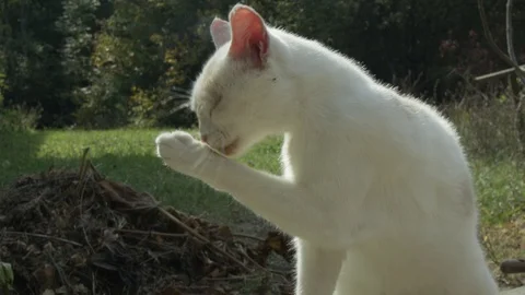 A white cat cleaning herself Vídeos de archivo 119099451
