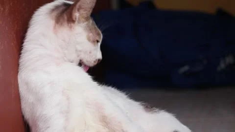 A white cat cleaning itself Stockbeeldmateriaal 335122141