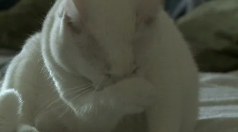 White cat cleans himself 動画素材 587875