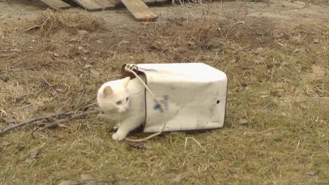 The White Cat Climbed Into the Bucket and Plays With it Stock Footage 73633202