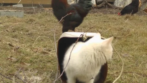 The White Cat Climbed Into the Bucket and Plays With it Stock Footage 73633886