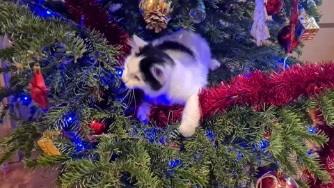 White Cat Climbed The christmas Tree Stock Footage 153613161