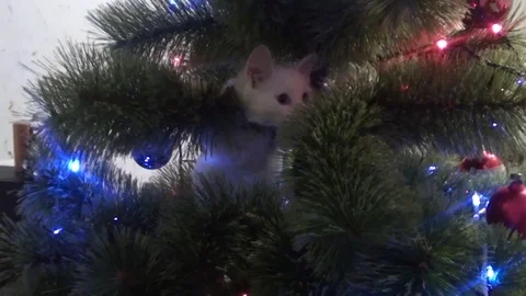 White cat climbed the tree Vidéo 69712467