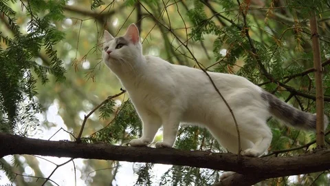 White Cat Climbing In A Tree Video stock 107369456