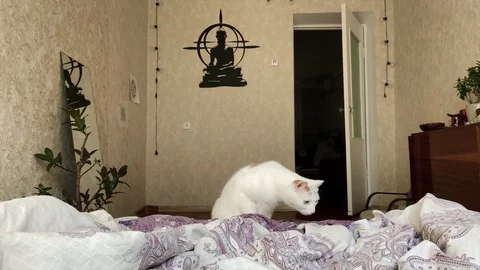 White cat climbs onto the bed Stock Footage 127584195