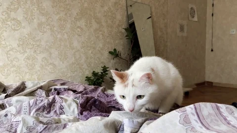 White cat climbs onto the bed Stock Footage 127584205