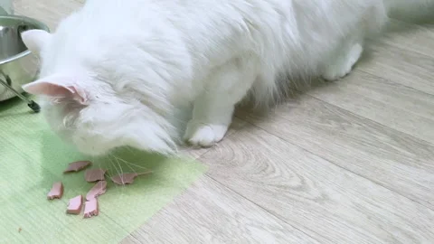 A white cat close-up of the Angora breed eats pieces of sausage that was put on Stock Footage 143496479