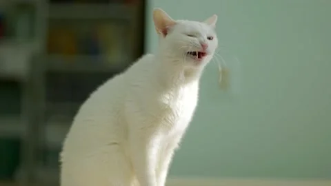 White cat close up blue and yellow eyes Stock Footage 171340636