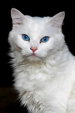 White Cat Close-Up Stock Photos