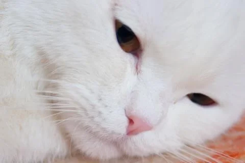 White cat close up Stock Photos