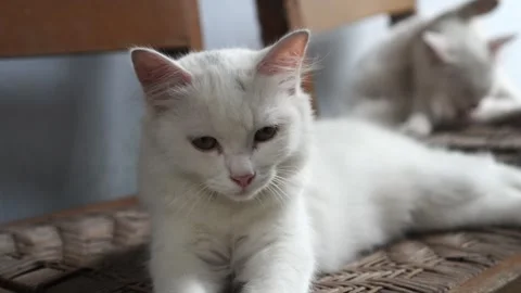 White cat in close shot video Video stock 267719868