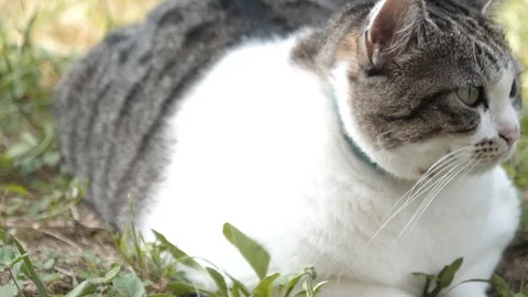 White cat close up slide camera slow motion 4k Stock Footage 96193313