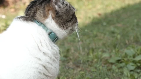 White cat close up slow motion 4k Stock Footage 96193504