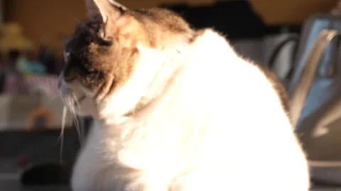 White cat close up slow motion 4k in the garden sunny day cute pet curiose Stock Footage 96290345