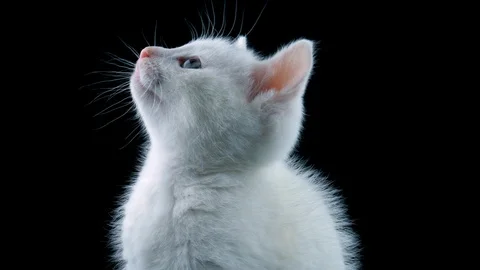 White cat, close-up view, looking around, meows, isolated on black background Stock Footage 91763337