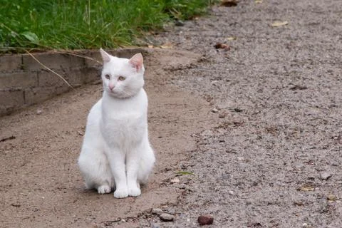 White cat closeup Stock Photos