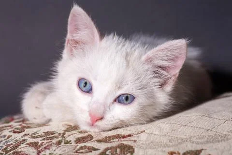 White cat on a colored cushion Stock Photos