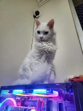 White Cat on Computer Stock Photos