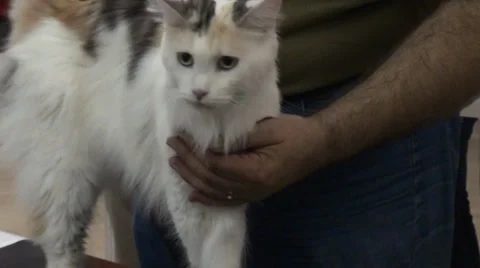 A white cat in contest 스톡 동영상 30592567