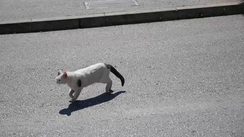 White cat crosses the road Stock Footage 87978815