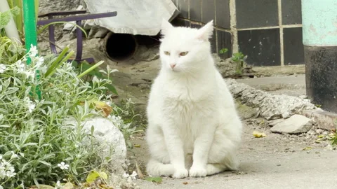 White cat crouches on pavement next to a garden patch Vídeos de archivo 336090293