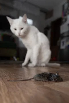 A White Cat Curious About and Observing a Mouse on the Wooden Floor Inside the Stock Photos