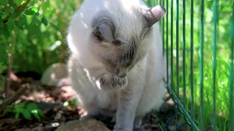 White cat with a dark muzzle in the greenery. Video stock 132647885